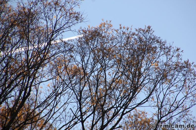 IMG_1452.JPG