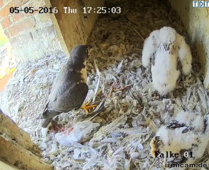 kurzer Besuch von der Mutter - l.jpg l.jpg