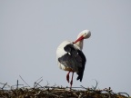 Storch in Pfeffenhausen 2016