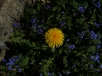 IMG 0043
