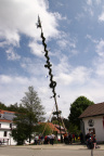 Maibaum18