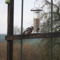 IMG 7377