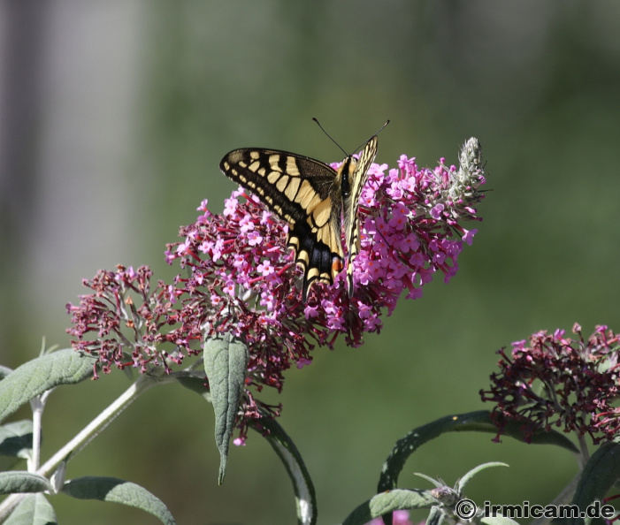 2022_07_14_0390 - Kopie - Kopie.JPG